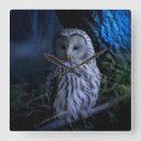 Search for owl wall Spooky