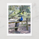 Search for peafowl postcards Nature