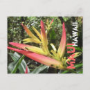 Search for maui postcards Souvenir