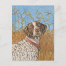 Search for german shorthaired postcards Pointer
