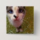 Search for portraiture badges Cat