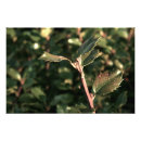 Search for leaf vegetable posters Nature
