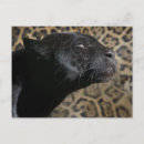 Search for black panther postcards Leopard