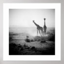 Search for black and white giraffe posters Mammal