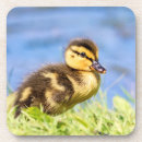 Search for duckling coasters Animal