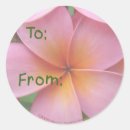 Search for hawaiian plumeria stickers Pink