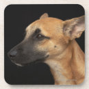 Search for mixed breed coasters Dogs