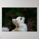 Search for looking up posters Profile