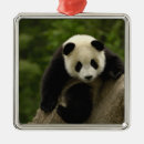Search for behaviour christmas tree decorations Bear