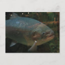 Search for big fish postcards Aquarium