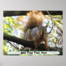 Search for nut with squirrel posters Animals