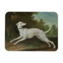 Search for dog breed magnets Greyhound