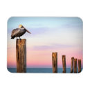 Search for posts magnets Pelican