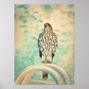 Search for red tailed hawk posters Bird