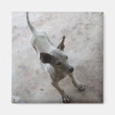 Search for ridgebacks magnets Animal