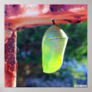 Search for monarchs posters Animal