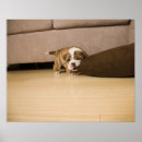 Search for dog bite posters Animal