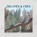 Search for yucca Desert