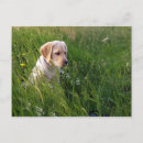 Search for yellow labrador retriever postcards Photograph