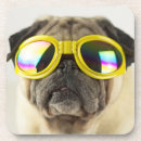Search for pug coasters Puppy