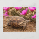 Search for tortoises postcards Animal