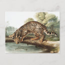 Search for leopard cat postcards Wildlife