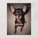 Search for mini postcards Puppy