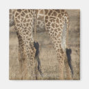 Search for giraffe print magnets Africa