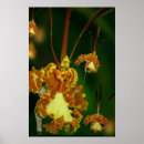 Search for large size photography Flowers