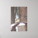 Search for female cardinal art Winter