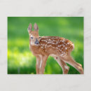 Search for newborn postcards Mammal