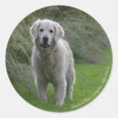 Search for flat coated retriever stickers Running