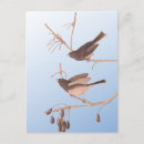 Search for snow birds postcards Nature