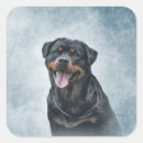 Search for rottweiler puppy stickers Pet