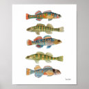 Search for freshwater fishing posters Bass