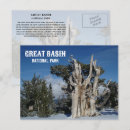 Search for bristlecone pine postcards Travel