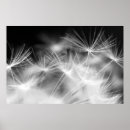 Search for blowing dandelion posters Delicate