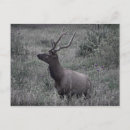 Search for elk postcards Hunting