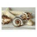 Search for pictures of shells art Tropical