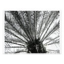 Search for black and white beach posters Palm