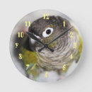 Search for conures art Cute