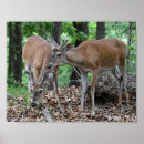 Search for whitetail deer posters Buck