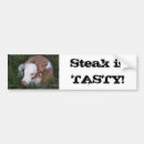Search for tasty bumper stickers Meat