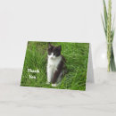 Search for black cat thank you cards Black and white