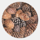 Search for inyo national forest stickers Bristlecone