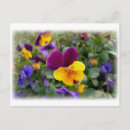 Search for pansy postcards Blue