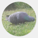 Search for cute pigeon stickers Wildlife