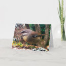 Search for wren bird cards Nature