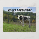 Search for whats postcards Farm