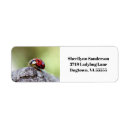 Search for bug pictures photography Nature